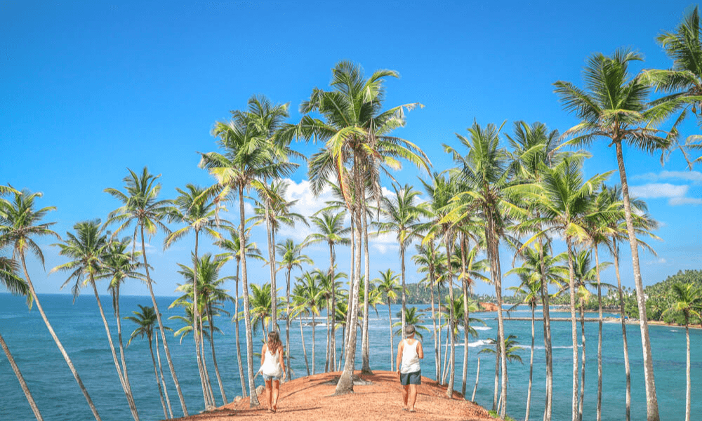 Mirissa Coconut Trees