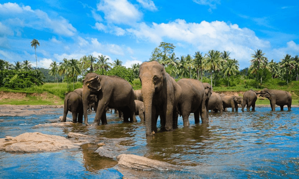 Pinnawala Elephants