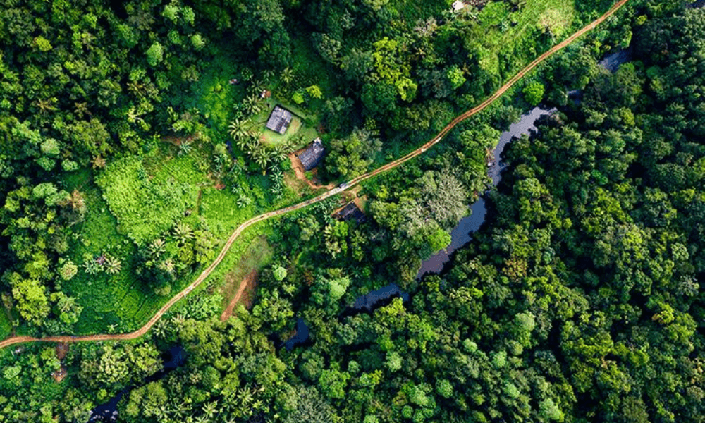 Sinharaja Rainforest